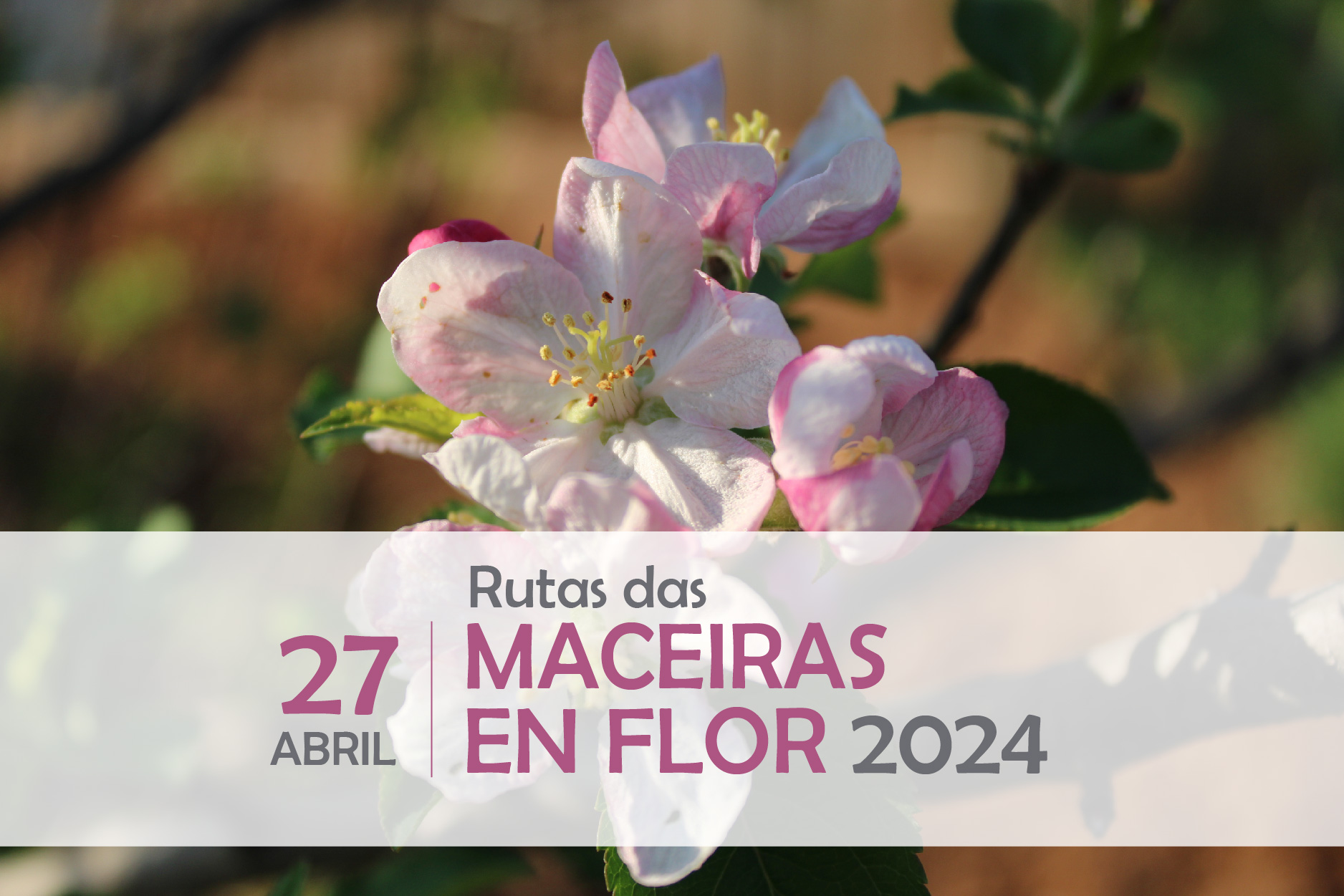 Inscrición para participar nas Rutas das Maceiras en Flor 2024